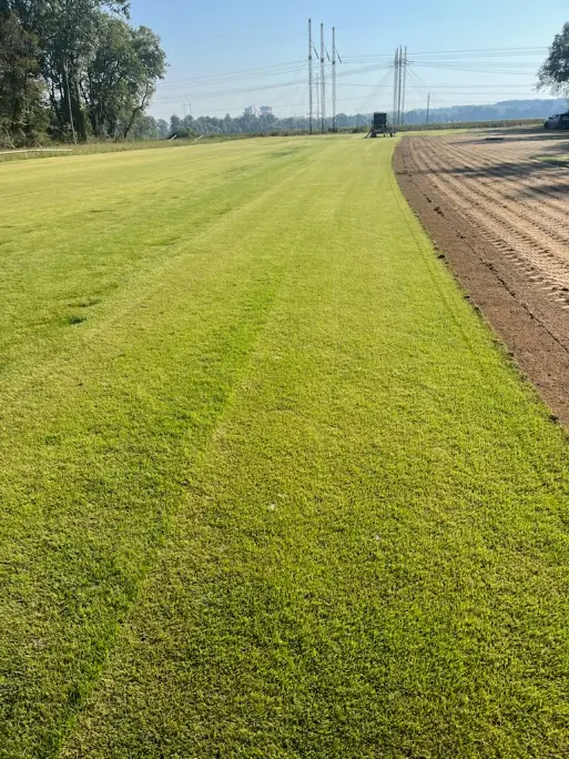 Grass
